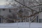 Frozen Trees