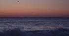 Birds Over Ocean Grove