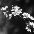 Spring In B And W