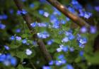 Blue Little Flowers