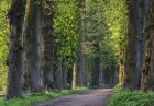 Light Green Forest Road