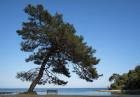 Tree At The Sea