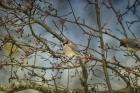 A Taste Of Sunshine Cedar Wax wings