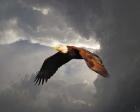 Above The Storm Bald Eagle