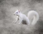 Albino Squirrel