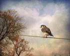 American Kestrel In Autumn