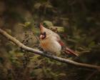 Anticipating Winter Cardinal 2