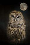 Barred Owl And The Moon