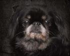 Black Pekingese Portrait