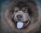 Blue Chow Chow Portrait