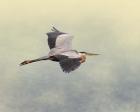 Blue Heron In Flight 1