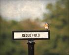 Bluebird At Cloud Field