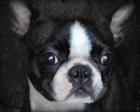 Boston Terrier Portrait