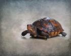 Box Turtle Portrait