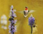 Breakfast With The Bees Hummingbird