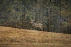 Buck At Pinson Mounds