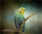 Budgie 1