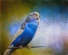 Budgie 2