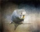 Budgie 3