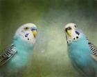 Budgie 4