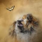 Butterfly Dreams Pomeranian