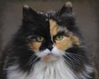 Calico Cat Portrait