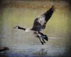 Canadian Goose In Flight 1