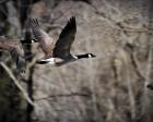 Canadian Goose In Flight 3