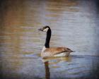 Canadian Goose In The Water