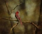 Cardinal On A Branch