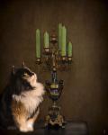 Cat And The Candelabra