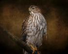 Coopers Hawk Portrait 1