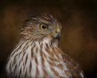 Coopers Hawk Portrait 2