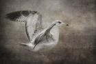 Dance Of The Lone Gull