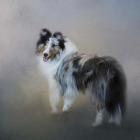 Did You Call Me Blue Merle Shetland Sheepdog