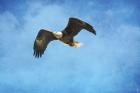 Early Spring Flight Bald Eagle