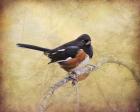 Eastern Towhee Portrait