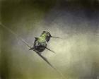 Feeling Frisky Hummingbird
