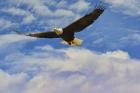 Fly High Bald Eagle