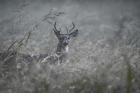 Foggy Morning Buck