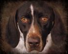 German Shorthaired Pointer Portrait