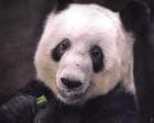 Giant Panda Bear