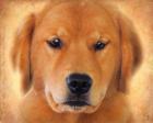 Golden Retriever Portrait