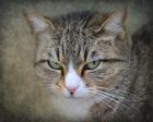 Gray Tabby Cat Portrait