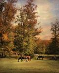 Grazing In Autumn