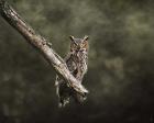 Great Horned Owl At Shiloh