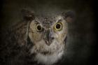 Great Horned Owl