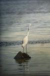 Great White Egret At Sunrise