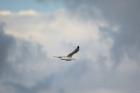 Gull Over Paris Landing