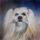 Handsome Lhasa Apso